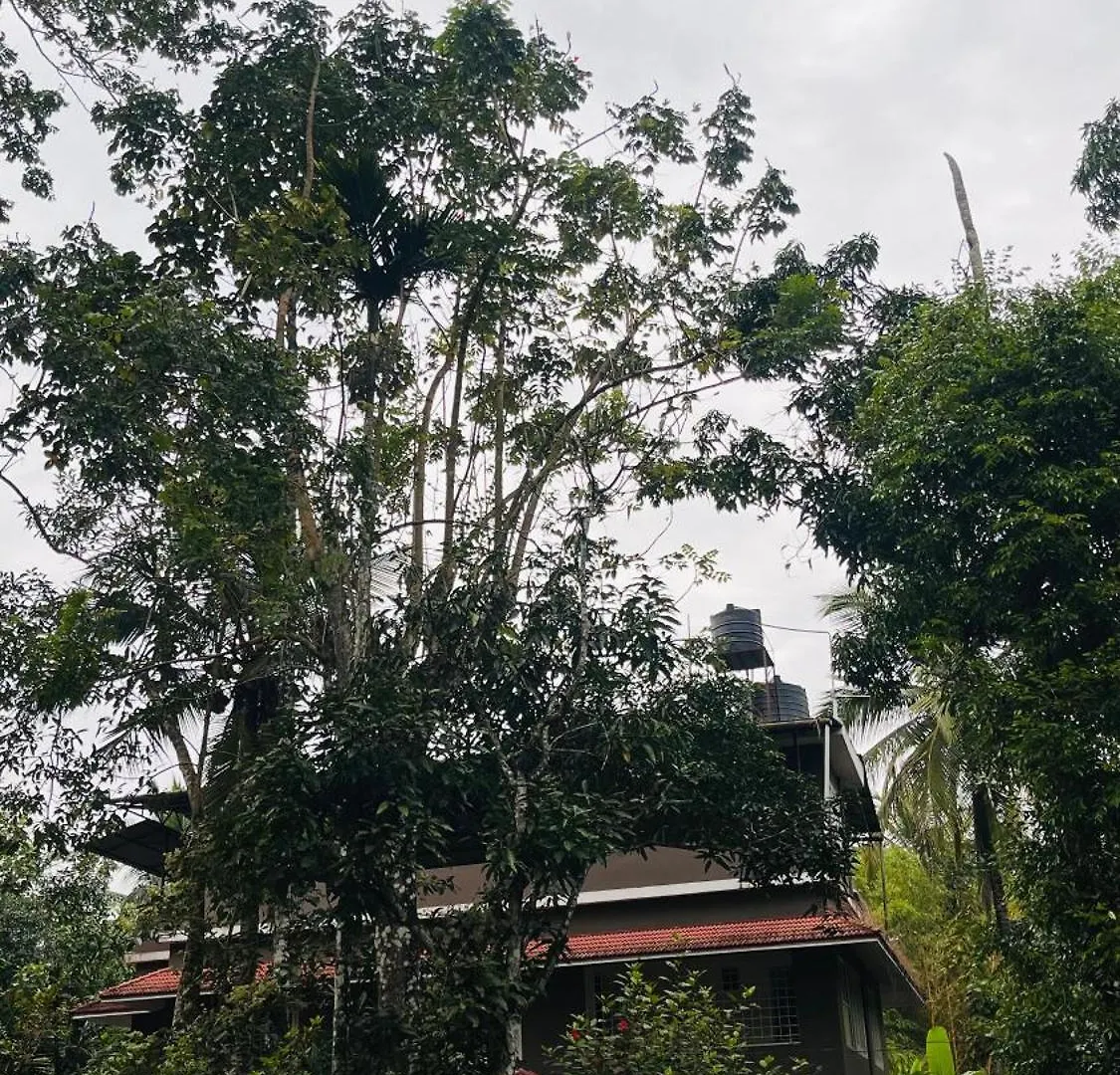 Mulberry Brook Apartment Wayanad India